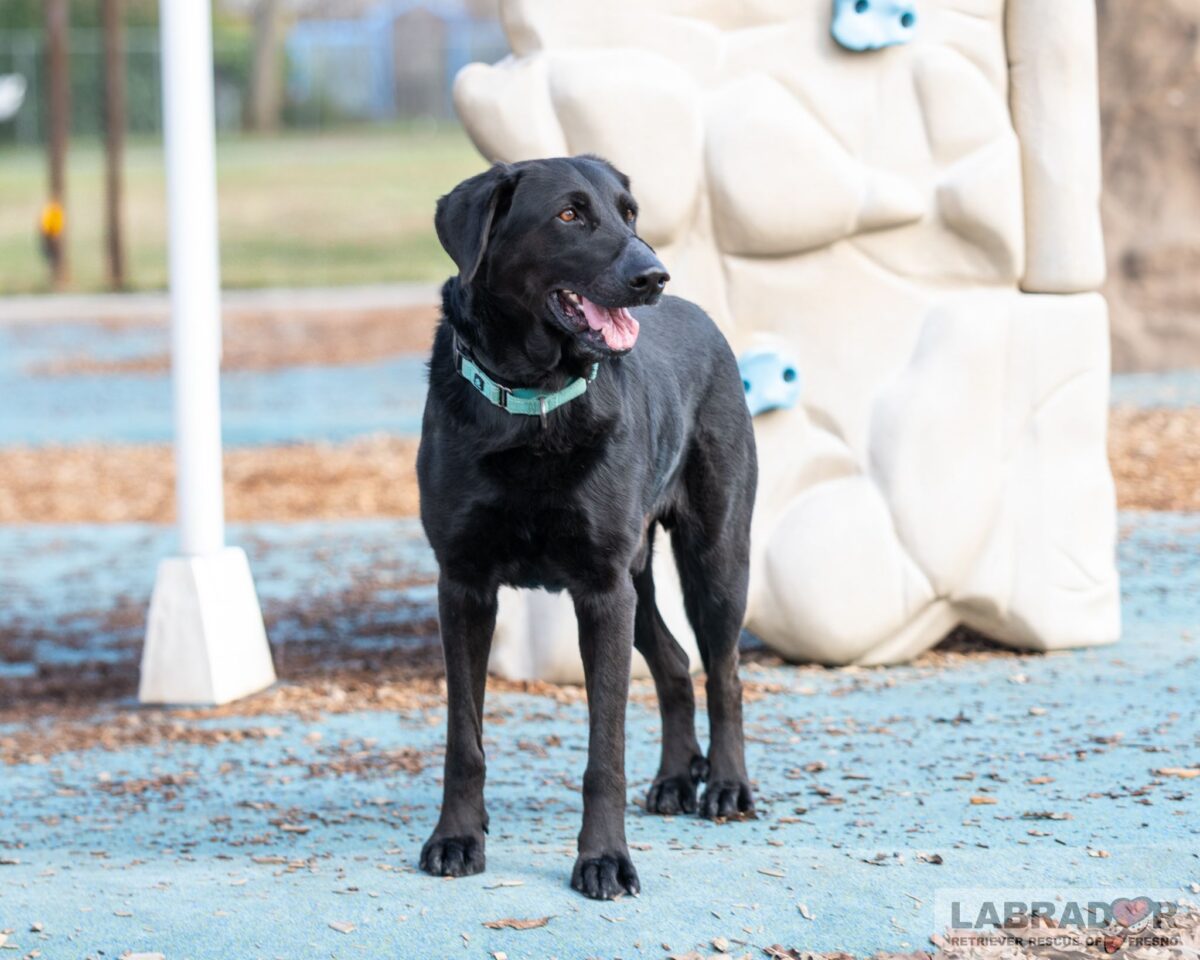 Available for Adoption - Labrador Retriever Rescue of Fresno